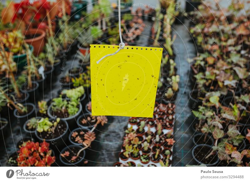 Bio-Gelb-Klebeinsektenfalle Landwirtschaft Forstwirtschaft Umwelt Natur Pflanze natürlich gelb Business Farbe Klima Kontrolle nachhaltig Falle Insektenschutz