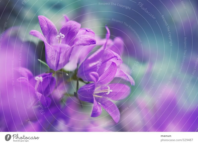 Glockenspiel Natur Frühling Blume Blüte Glockenblume natürlich violett rosa Frühlingsgefühle zart Farbfoto Menschenleer Textfreiraum rechts