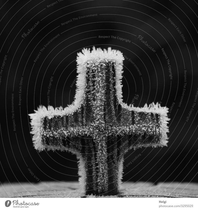Eiszeit | Raureif an einem Kreuz aus Metall vor dunklem Hintergrund Umwelt Natur Winter Frost Friedhof Dekoration & Verzierung festhalten frieren stehen