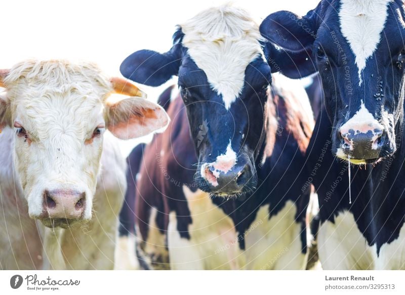 Kühe, die mit Sabber und Fliegen starren Natur Tier Kuh schwarz weiß Ackerbau Rassen Rind Molkerei heimisch Bauernhof Holstein Viehbestand Säugetier murray