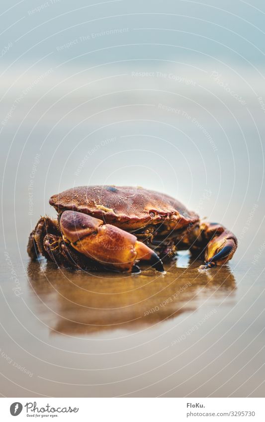 Krebs an der Nordseeküste Umwelt Natur Tier Urelemente Erde Sand Küste Strand Wildtier Aquarium 1 nass natürlich blau rot Krebstier Krustentier Meeresfrüchte