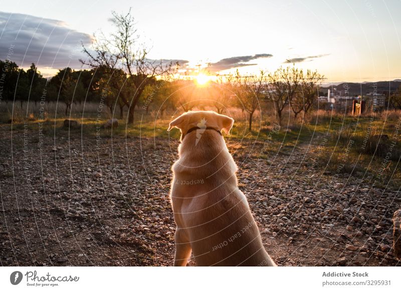 Hund beobachtet Sonnenuntergang auf dem Land Landschaft bewundern zuschauen Abend Haustier heimisch gehorsam Natur Tier Kreatur Eckzahn Reinrassig Stammbaum