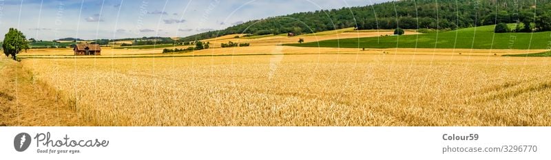 Weizenfeld Sommer Natur gelb Hintergrundbild weizen weizenfeld erntezeit saison landwirtschaft panorama draussen schön landschaft Getreidefeld getreide Farbfoto