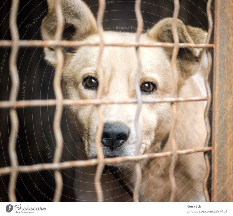 reinrassiger Welpe hinter Gittern im Tierheim Urelemente Haustier Hund Tiergesicht 1 Gefühle Hoffnung Unterkunft annehmen Asyl Vogelkäfig Käfig Zelle Zelluloid