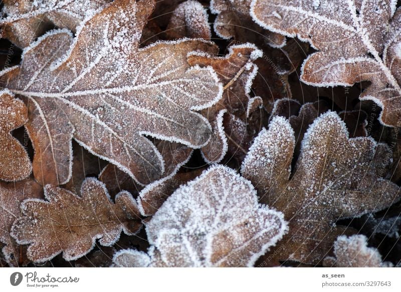 Erster Frost Trauerfeier Beerdigung Umwelt Natur Urelemente Herbst Winter Klima Wetter Eis Pflanze Blatt Eichenblatt Herbstlaub Garten Park alt frieren liegen