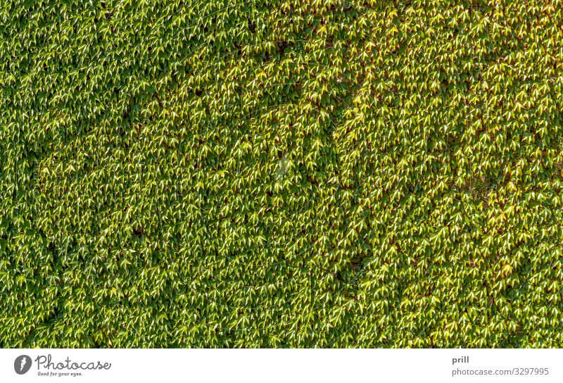 ivy overgrown wall Natur Pflanze Efeu Blatt Mauer Wand grün gemeiner efeu anhaftend Kletterpflanzen bewachsen dicht sonnig Wein Botanik natürlich formatfüllend