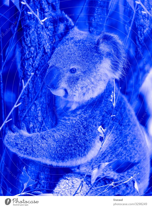 Koala in Blau III, Australien Ferien & Urlaub & Reisen Ausflug Abenteuer Familie & Verwandtschaft Menschengruppe Natur Tier Baum Wald Wildtier 1 schlafen