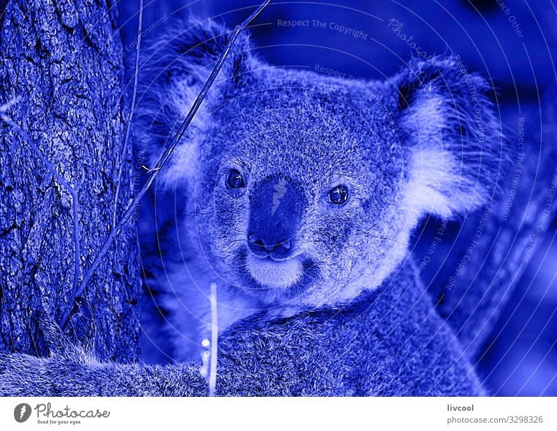 schöner Koala in blau , brisbane-australia Ferien & Urlaub & Reisen Ausflug Abenteuer Familie & Verwandtschaft Menschengruppe Natur Tier Baum Blatt Wald