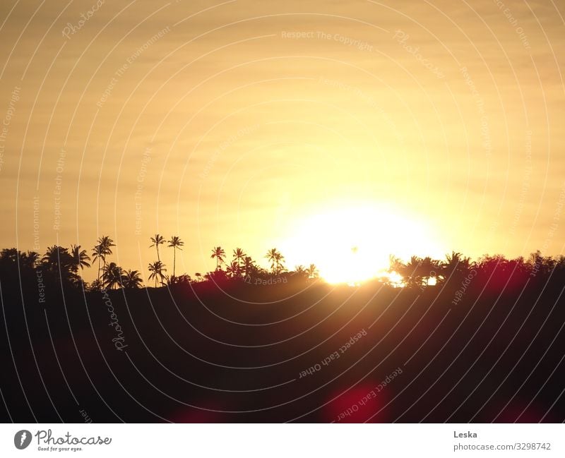 Palmensilhouetten 2 Pflanze Himmel Sonnenaufgang Sonnenuntergang Sonnenlicht Sommer Wald Urwald exotisch gelb schwarz Farbfoto Außenaufnahme Menschenleer Abend