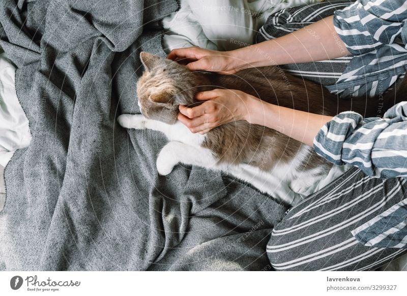 Frau streichelt ihre britische Rassekatze im Bett Herbst Bettwäsche Decke Bettdecke Bonden Britische Rasse Katze Kaukasier bequem gemütlich niedlich Flachlegung