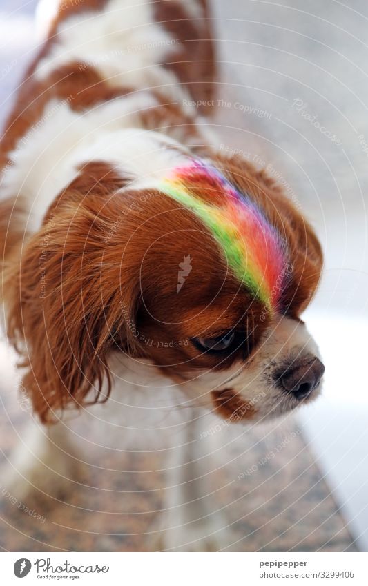 Hund Stil Kunstwerk Haare & Frisuren Punk Tier Haustier Tiergesicht Fell 1 Streifen Coolness mehrfarbig Regenbogen Farbfoto Außenaufnahme Tierporträt Oberkörper