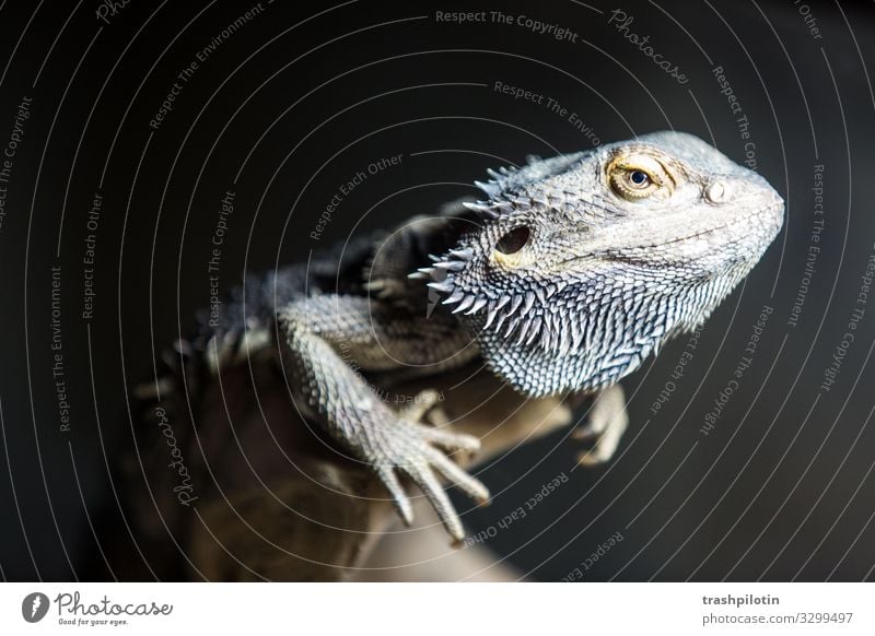 Bartagame Tier Haustier - ein lizenzfreies Stock Foto von Photocase