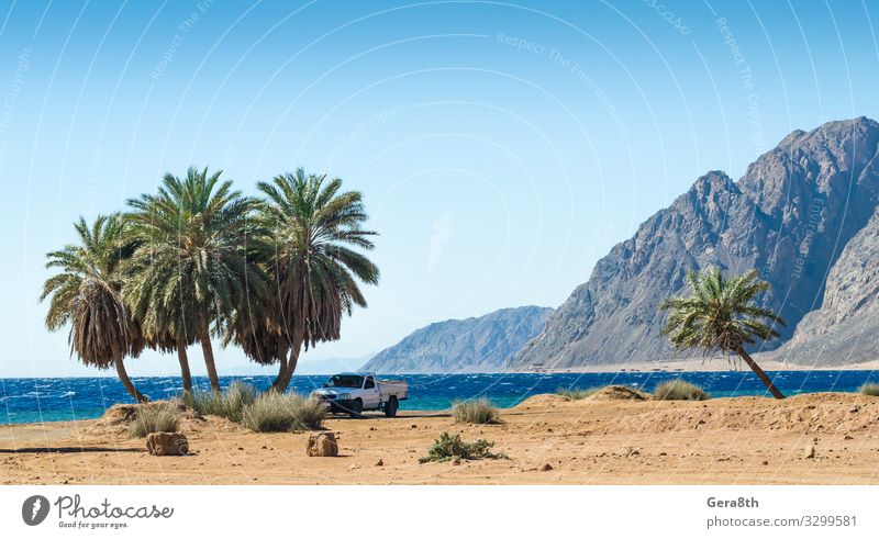 Auto unter den Palmen am Roten Meer in Ägypten Erholung Ferien & Urlaub & Reisen Tourismus Sommer Strand Wellen Berge u. Gebirge Natur Landschaft Pflanze Sand