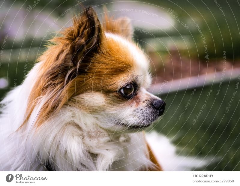 Der Chihuahua. Tier Haustier Hund 1 füttern laufen Liebe verkaufen Aggression Bekanntheit Coolness gut braun Tatkraft Geborgenheit Wachsamkeit