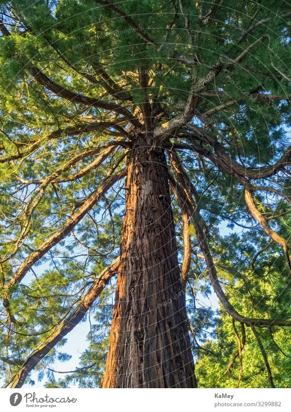 Mammutbaum (Sequoia) von unten gesehen Natur Pflanze Baum Zypresse Park Wald Amerika alt stark grün Umwelt Umweltschutz Botanik vertikal Farbfoto Außenaufnahme