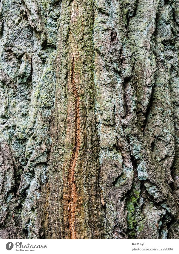 Baumrinde Natur Pflanze Holz Senior ästhetisch Umwelt Hintergrundbild vertikal Baumstamm Gedeckte Farben Außenaufnahme Nahaufnahme Detailaufnahme abstrakt