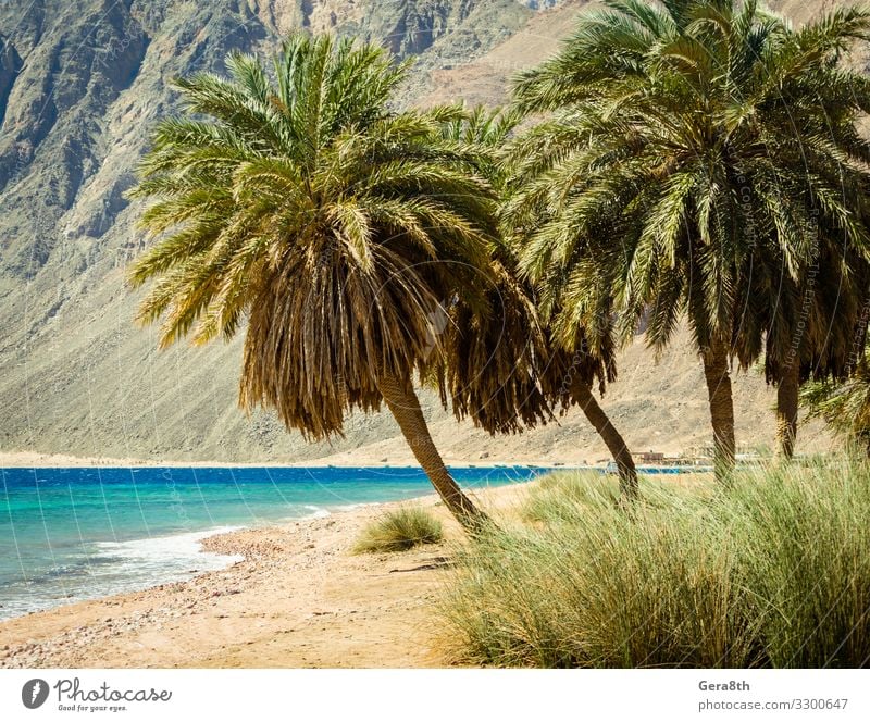 Palmen am Roten Meer auf dem Hintergrund von Klippen in Ägypten Erholung Ferien & Urlaub & Reisen Tourismus Sommer Strand Wellen Berge u. Gebirge Natur