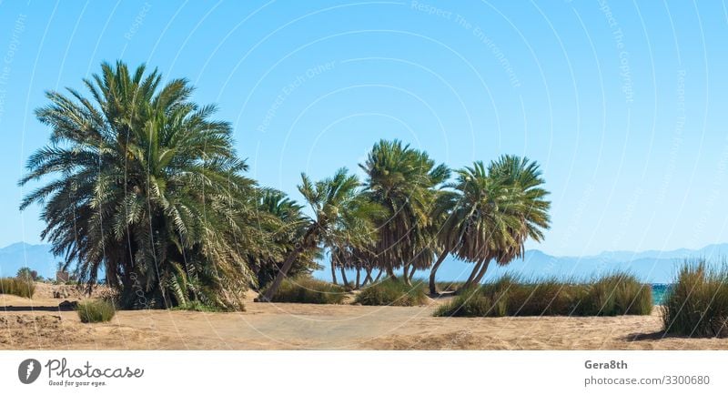 Palmen am Meer vor der Kulisse der Berge in Ägypten exotisch Ferien & Urlaub & Reisen Tourismus Sommer Strand Wellen Berge u. Gebirge Natur Landschaft Pflanze
