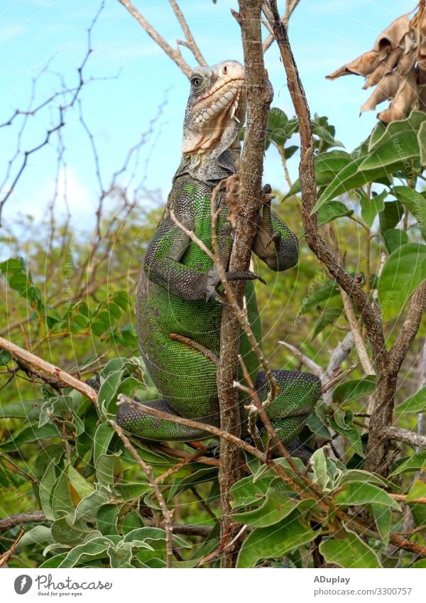 Gefährdeter Grüner Leguan in Tree, Guadeloupe, Karibik Natur Pflanze Tier Sommer Schönes Wetter Wärme Baum Grünpflanze Wildpflanze Insel Wildtier Schuppen