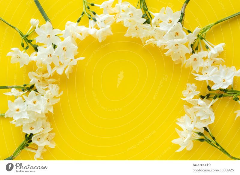 Frische Blumen auf farbigem Hintergrund von oben Lifestyle schön Dekoration & Verzierung Feste & Feiern Hochzeit Geburtstag Natur Pflanze Blüte Blumenstrauß