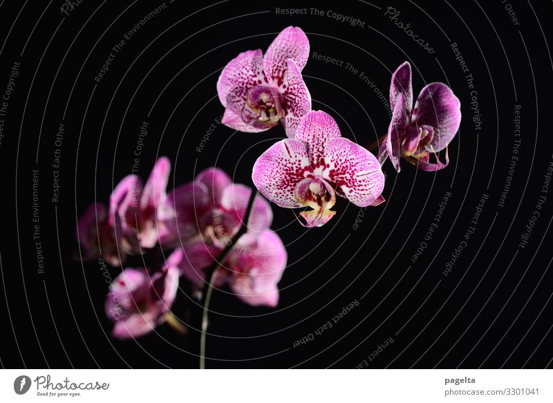 purpurne Orchidee Natur Pflanze Blume Blüte exotisch Blühend verblüht Häusliches Leben elegant rot schwarz Gefühle Stimmung Frühlingsgefühle Kraft Vertrauen