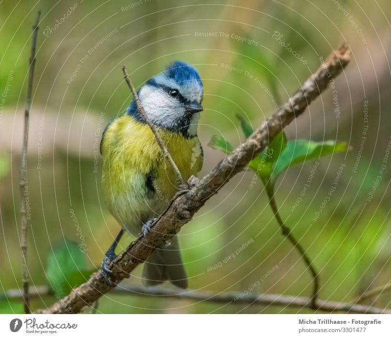 Neugierig schauende Blaumeise Natur Tier Sonne Sonnenlicht Schönes Wetter Baum Blatt Zweige u. Äste Wildtier Vogel Tiergesicht Flügel Krallen Meisen Kopf