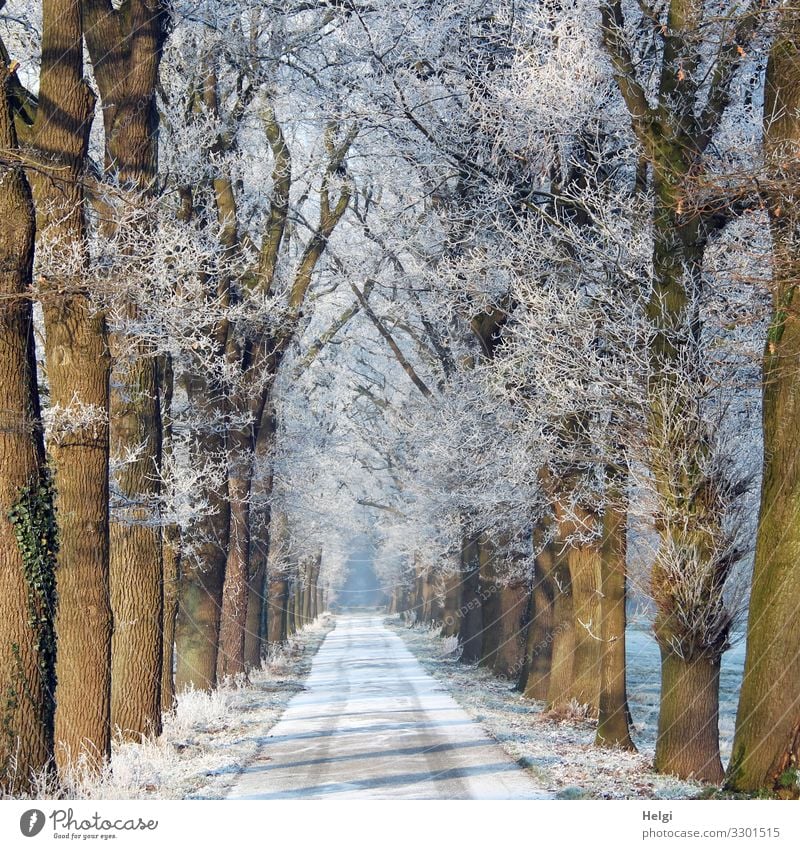 winterliche Allee mit Schnee auf der Straße und Raureif an den Bäumen Umwelt Natur Pflanze Winter Eis Frost Baum frieren stehen ästhetisch außergewöhnlich