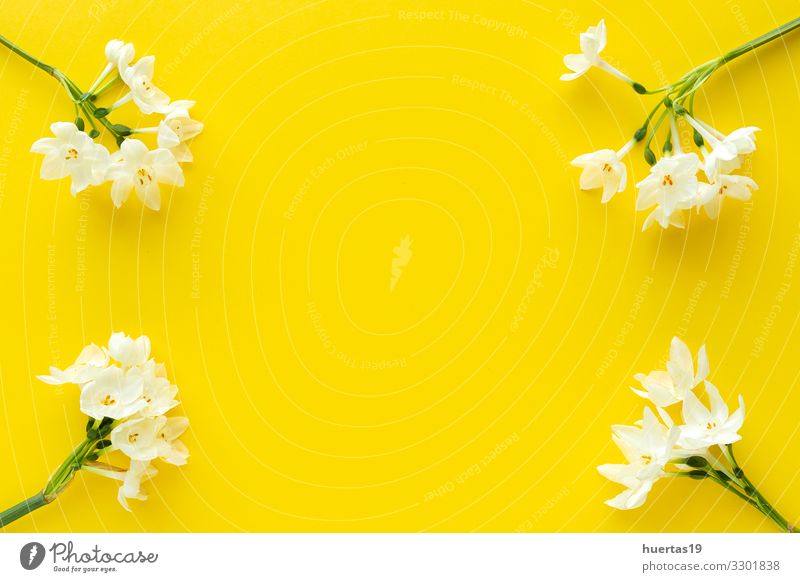 Frische Blumen auf farbigem Hintergrund von oben Lifestyle elegant Stil Design schön Dekoration & Verzierung Feste & Feiern Hochzeit Geburtstag Natur Pflanze