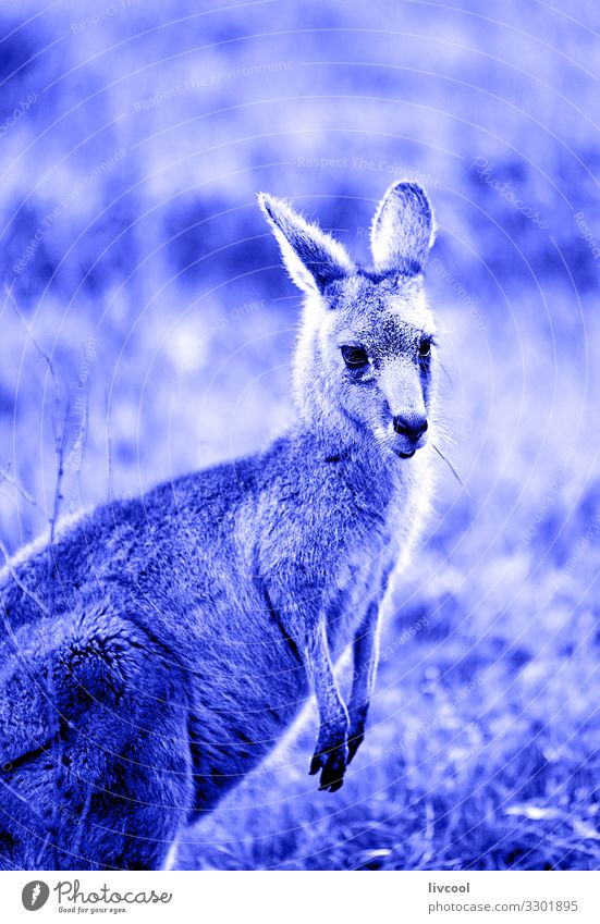 schönes Känguru in Blau , Hallenspalte Gesicht Ferien & Urlaub & Reisen Ausflug Abenteuer Freundschaft Paar Tier Wildtier 1 springen authentisch Coolness