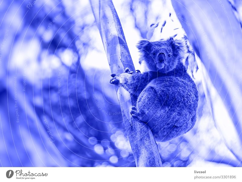 Koala in seinem Eukalyptus in blau Ferien & Urlaub & Reisen Ausflug Abenteuer Familie & Verwandtschaft Menschengruppe Natur Tier Baum Blatt Wald 1 schlafen