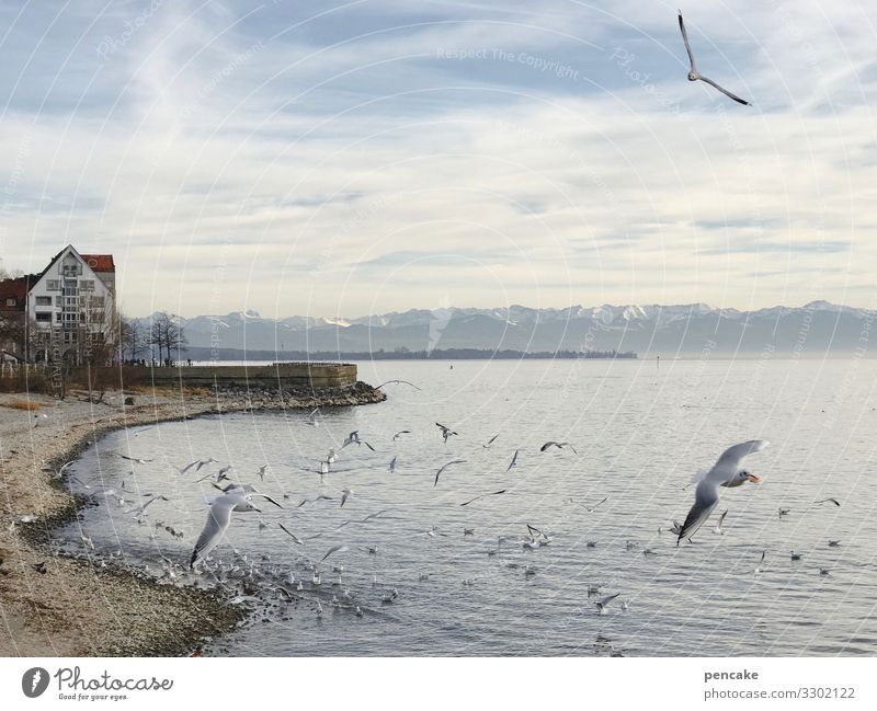 und ewig grüßt... Natur Landschaft Urelemente Wasser Himmel Winter Seeufer Bodensee Friedrichshafen Stadt Hafenstadt Haus Wildtier Vogel Schwarm Erholung