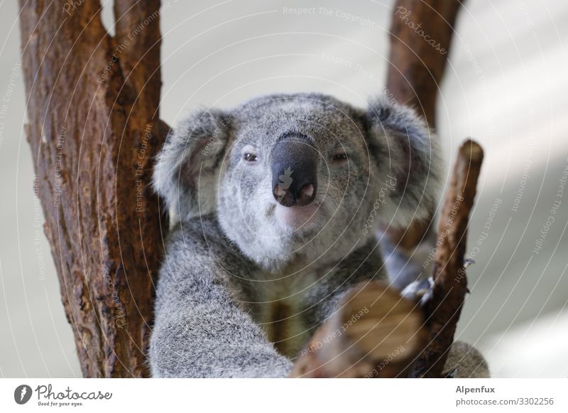 Koala Tier Wildtier 1 beobachten hängen sitzen Angst Zukunftsangst Trägheit chaotisch einzigartig Endzeitstimmung Gesellschaft (Soziologie) Hoffnung Klima