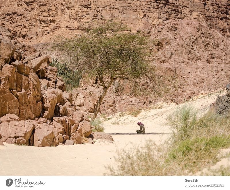 Beduine beten im Schatten sitzend in der Wüste in Ägypten Sommer Berge u. Gebirge Mensch Mann Erwachsene Natur Pflanze Sand Baum Felsen Bekleidung Schal Stein