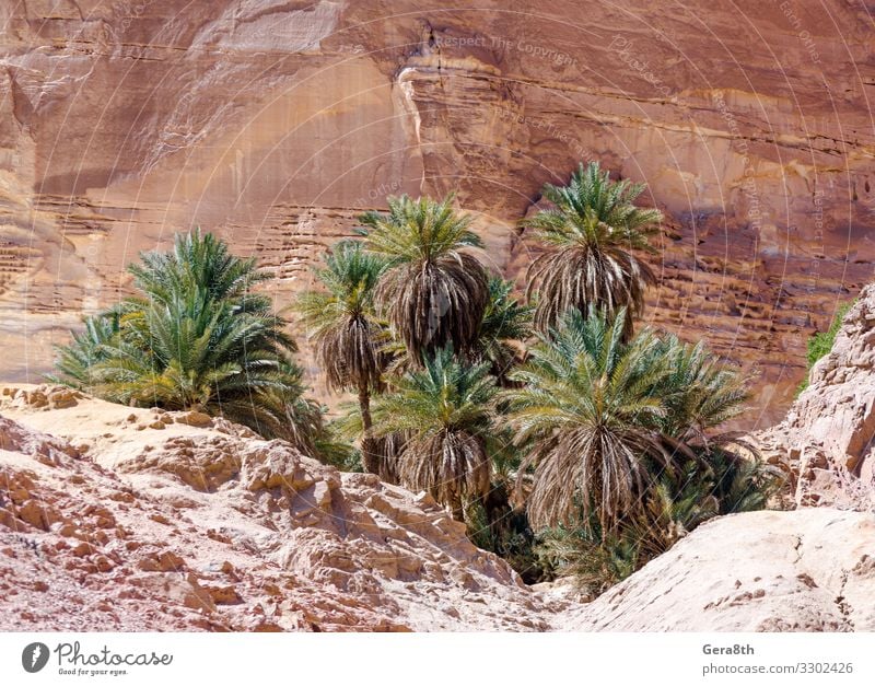 grüne Palmen in einer Oase in der Wüste in Ägypten exotisch Ferien & Urlaub & Reisen Tourismus Sommer Berge u. Gebirge Natur Landschaft Pflanze Wärme Baum