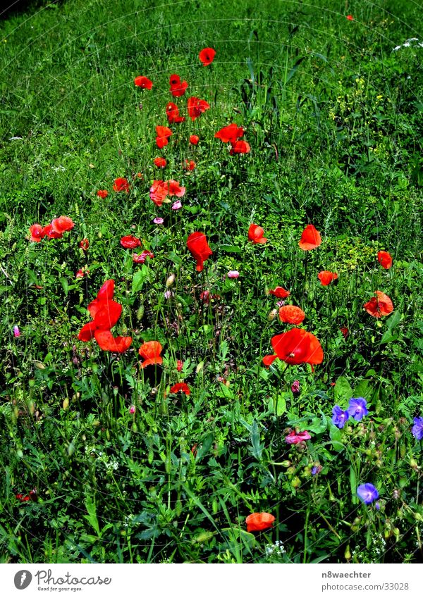 Blumenwiese Wiese Mohn rot grün Gras Unkraut