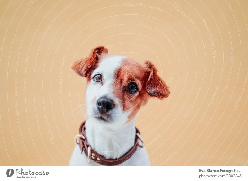 süßer Jack Russel Hund sitzend über gelbem Hintergrund Jack-Russell-Terrier Außenaufnahme Großstadt Hintergrundbild intelligent Menschenleer niedlich klein