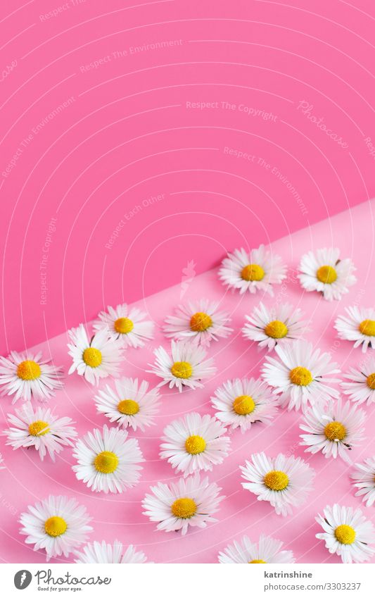 Weiße Gänseblümchen auf rosa Hintergrund Design Dekoration & Verzierung Hochzeit Frau Erwachsene Mutter Blume Liebe weiß Kreativität Blütenblatt romantisch