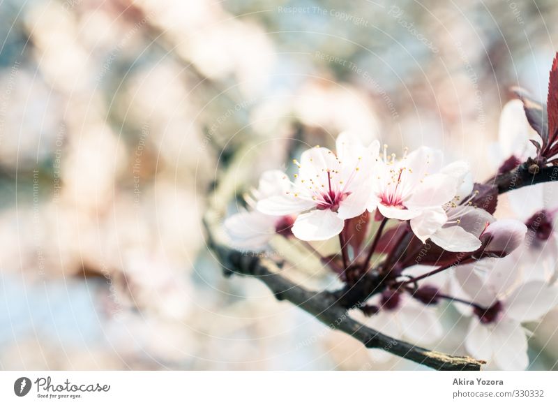 Kirschblüten Am Ast Blüte Ein Lizenzfreies Stock Foto Von Photocase 