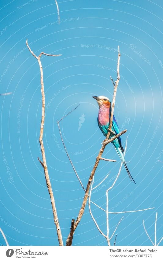 Gabelracke auf einem Ast in Tansania Vogel Tier Farbfoto Wildtier Natur blau Menschenleer Schnabel Tag Safari bunt Ästethik Federn bunt gemischt glänzend