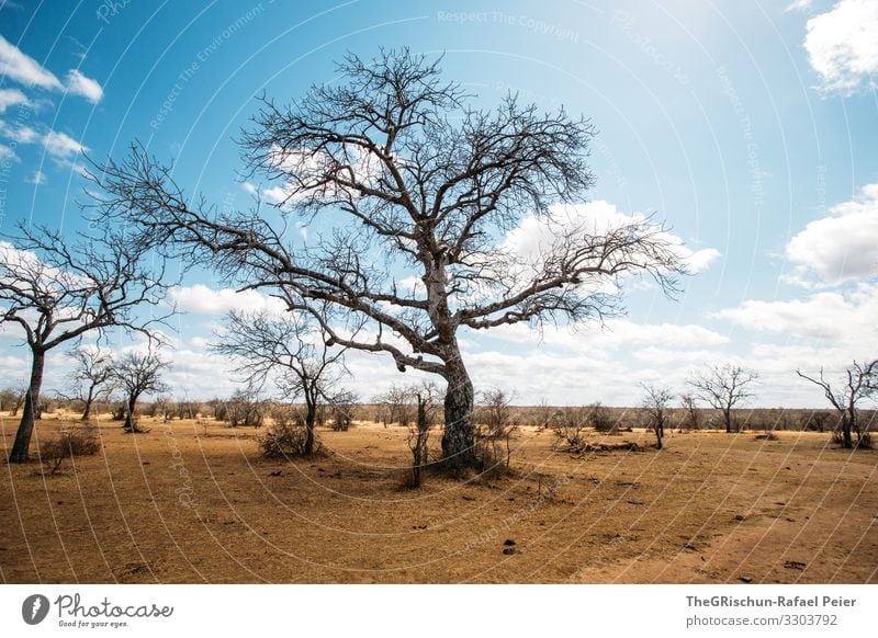 Baum in trockener Region Savanne Wolken Schatten Afrika Landschaft Natur Farbfoto Gras Himmel Umwelt Safari