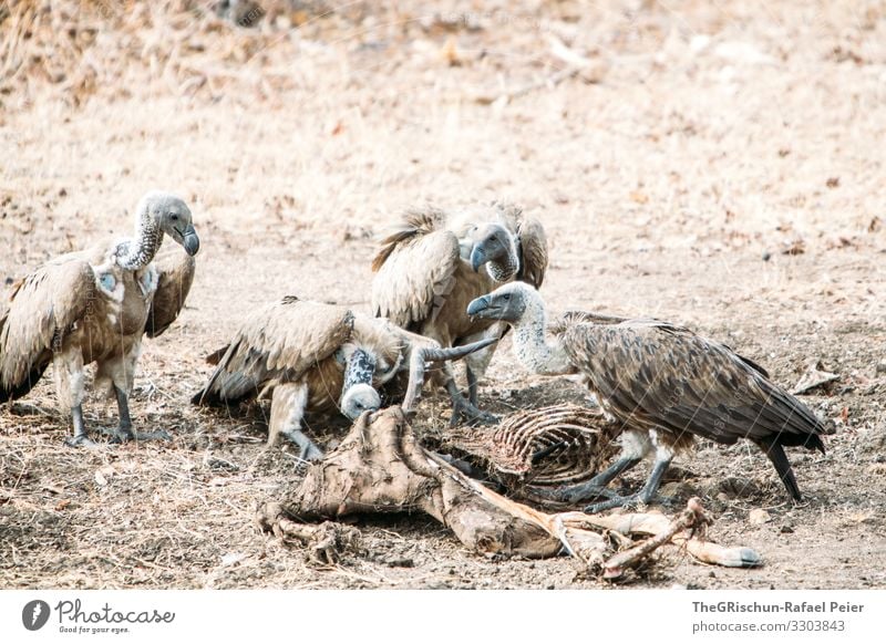 Vier Geier beim Essen eines toten Tiers Vogel Feder Außenaufnahme Aasfresser Tierwelt Fressen Schnabel Knochen Beute grau trocken staubig Raubtier Raptor