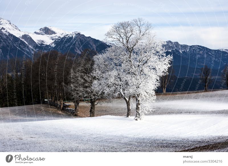Nicht immer schneits überall. Winter Schnee Berge u. Gebirge Natur Landschaft Eis Frost Baum Schlucht Ennstal Ennstaler Alpen außergewöhnlich authentisch