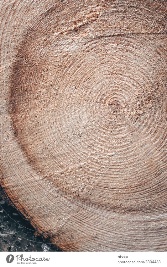 Jahresringe eines Baums Landwirtschaft Forstwirtschaft Säge Umwelt Natur Sturm Baumstamm Wald Holz Zeichen Schriftzeichen Linie alt verblüht dehydrieren