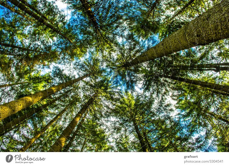 Blick hinauf in die Baumkronen eines Nadelwaldes bäume baumkrone biodiversität blätter erholung forstwirtschaft frisch green grün himmel hoch industrie