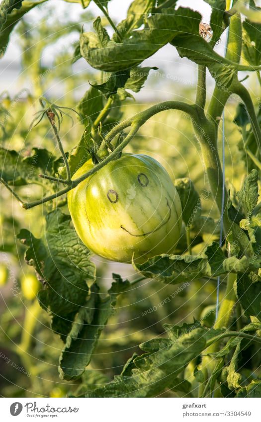 Glückliche Grüne Tomate mit Lachendem Gesicht landwirtschaft alleine kunst hintergrund botanik emotion umwelt augen gesicht gefühl essen nahrung nahrungsmittel