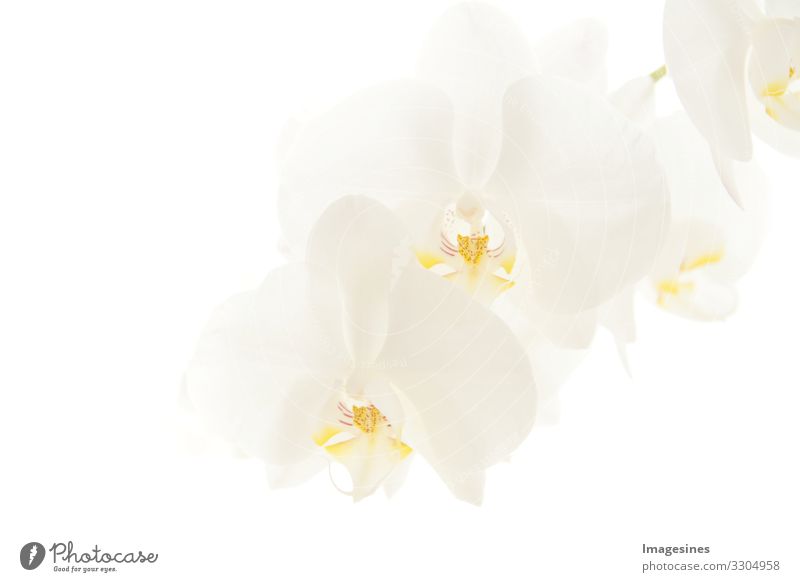 Orchideen Pflanze Blüte Orchideenblüte Phalaenopsis exotisch schön Trauer "zweig weiß mondorchidee nahaufnahme orchideen hell hintergrund unschärfe hintergrund