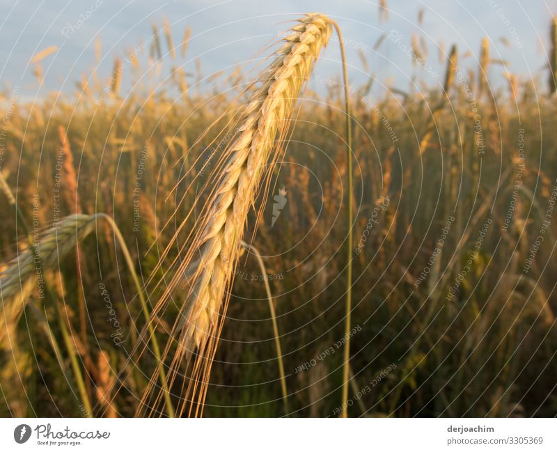 Erntezeit. Der Weizen steht gerade in voller Blüte. Die Halme biegen sich. Ernährung Erholung wandern Umwelt Natur Sommer Schönes Wetter Getreidefeld Feld