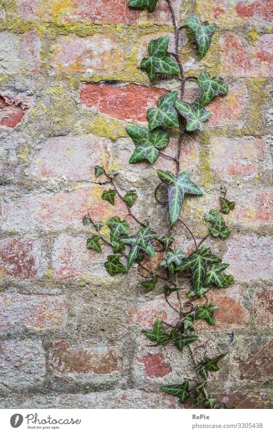 Efeu-Kriecher auf einer Mauer. Lifestyle Design Gesundheit Wellness Erholung Garten Arbeitsplatz Wirtschaft Kunst Architektur Umwelt Natur Landschaft Pflanze