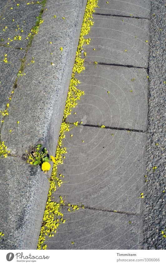 Schau nur, da am Wegesrand! Straße Asphalt Straßenrand Bürgersteig Bordsteinkante Randstein Verkehrswege Straßenbelag Pflanze Blüte Blütenstaub gelb Zierde