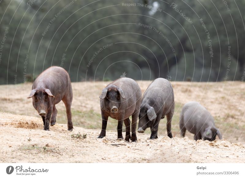 Iberische Schweine auf der Weide Fleisch Essen Gastronomie Natur Landschaft Tier Baum Wiese Pfote Herde Fressen füttern schwarz Hausschwein Bauernhof